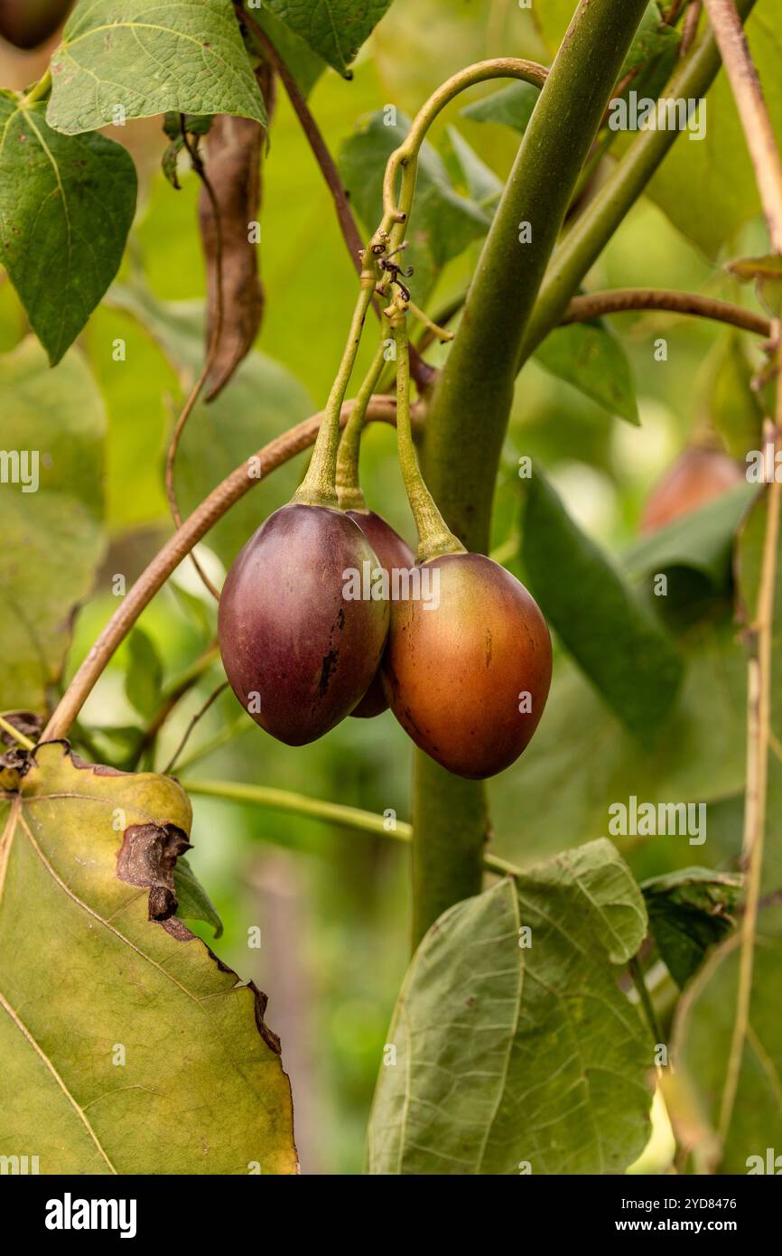 Ungewöhnliche Baumtomate Tamarillo Solanum betaceum). Natürliches Nahaufnahme-Pflanzenporträt. Natürlich, ambrosial, ansprechend, appetitlich, aromatisch, Essen Stockfoto