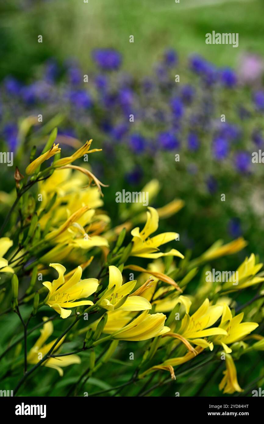 Hemerocallis lililioasphodelus, gelbe Taglilie, Lemon Daylily, gelbe Blumen, gelbe Blüte, Frühling, Blume, Blumen, Garten, RM Floral Stockfoto
