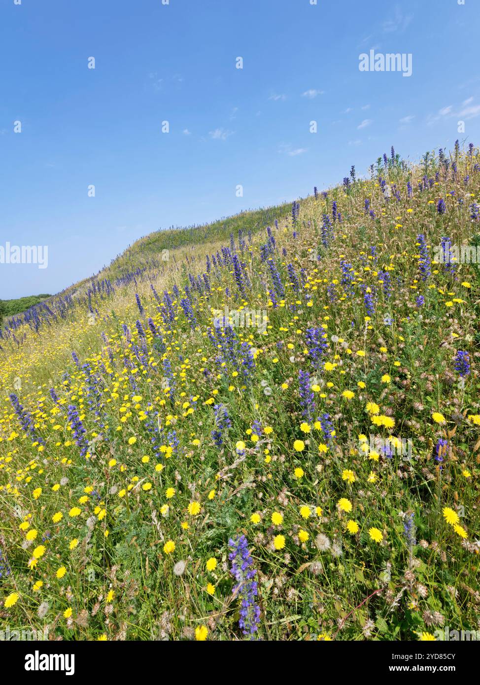 Viper’s Bugloss (Echium vulgare) und Common Cat’s Ohr (Hypochaeris radicata) blühen in Fülle auf Reifen, festen Sanddünen, Kenfig NNR, Wales, Vereinigtes Königreich Stockfoto