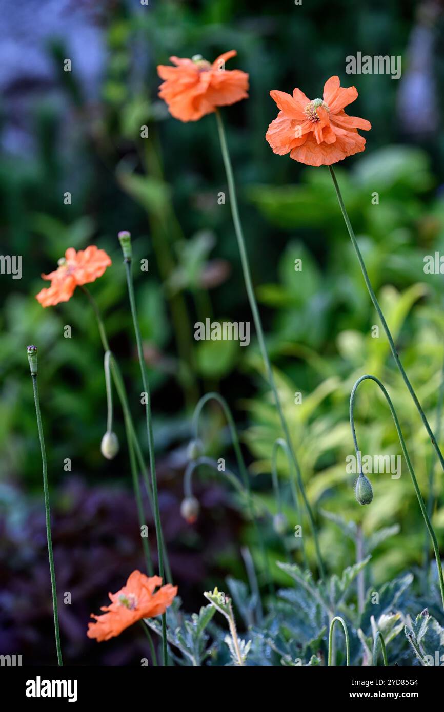 Papaver Rupifragum, mehrjähriger Mohn, spanischer Mohn, halb-doppelte orange Blüten, halb doppelt orange Blüten, orange Mohn, orange Mohn, RM Floral Stockfoto