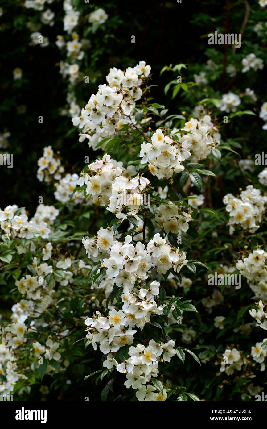 Rosa Brunonii, Himalaya-Moschusrose, weiße Blumen, weiße duftende Blumen, weiße duftende Blumen, weiße Blüten, Massen weißer Blumen, wilde Rose, RM Floral Stockfoto