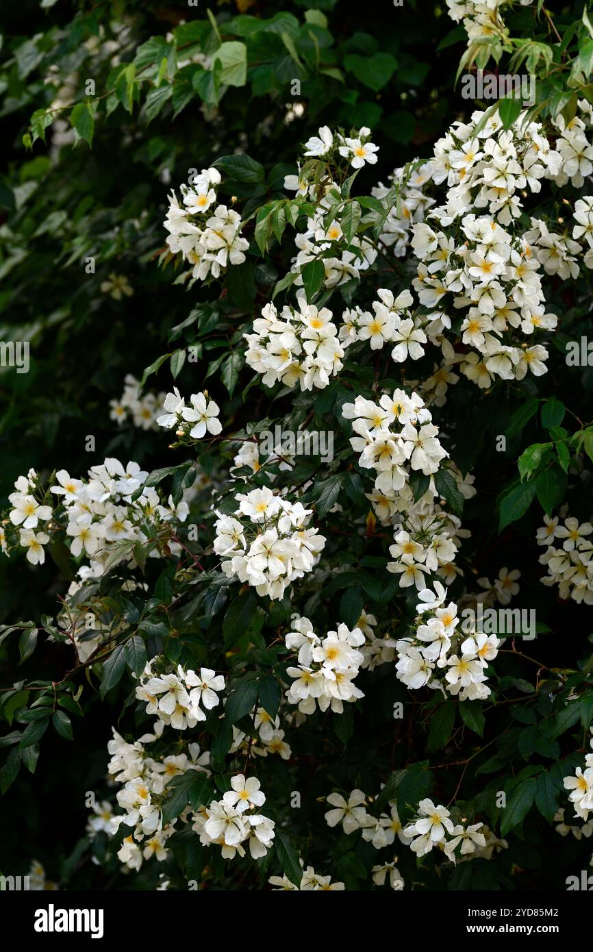 Rosa Brunonii, Himalaya-Moschusrose, weiße Blumen, weiße duftende Blumen, weiße duftende Blumen, weiße Blüten, Massen weißer Blumen, wilde Rose, RM Floral Stockfoto