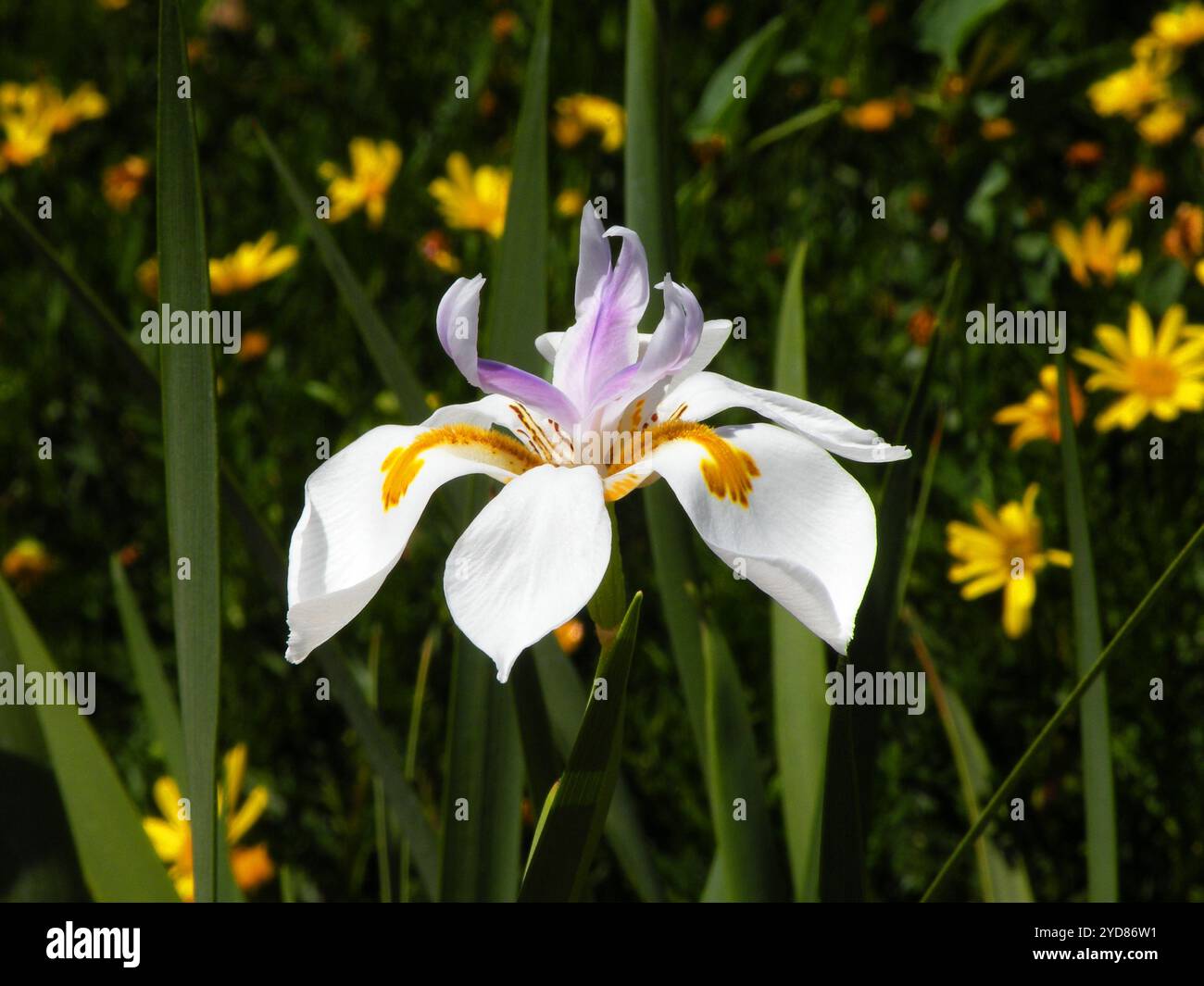 Schöne Dietes Iridioides oder Afrikanische Lilie unter anderen Blumen Stockfoto