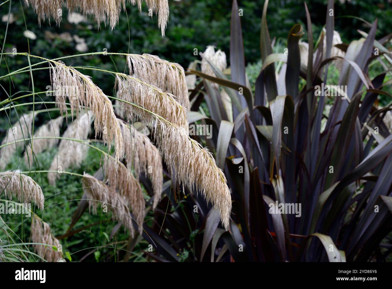 Calamagrostis emodensis, Phormium, Ziergras, Ziergräser, Garten, Gärten, Samenkopf, Samenköpfe, RM Floral Stockfoto