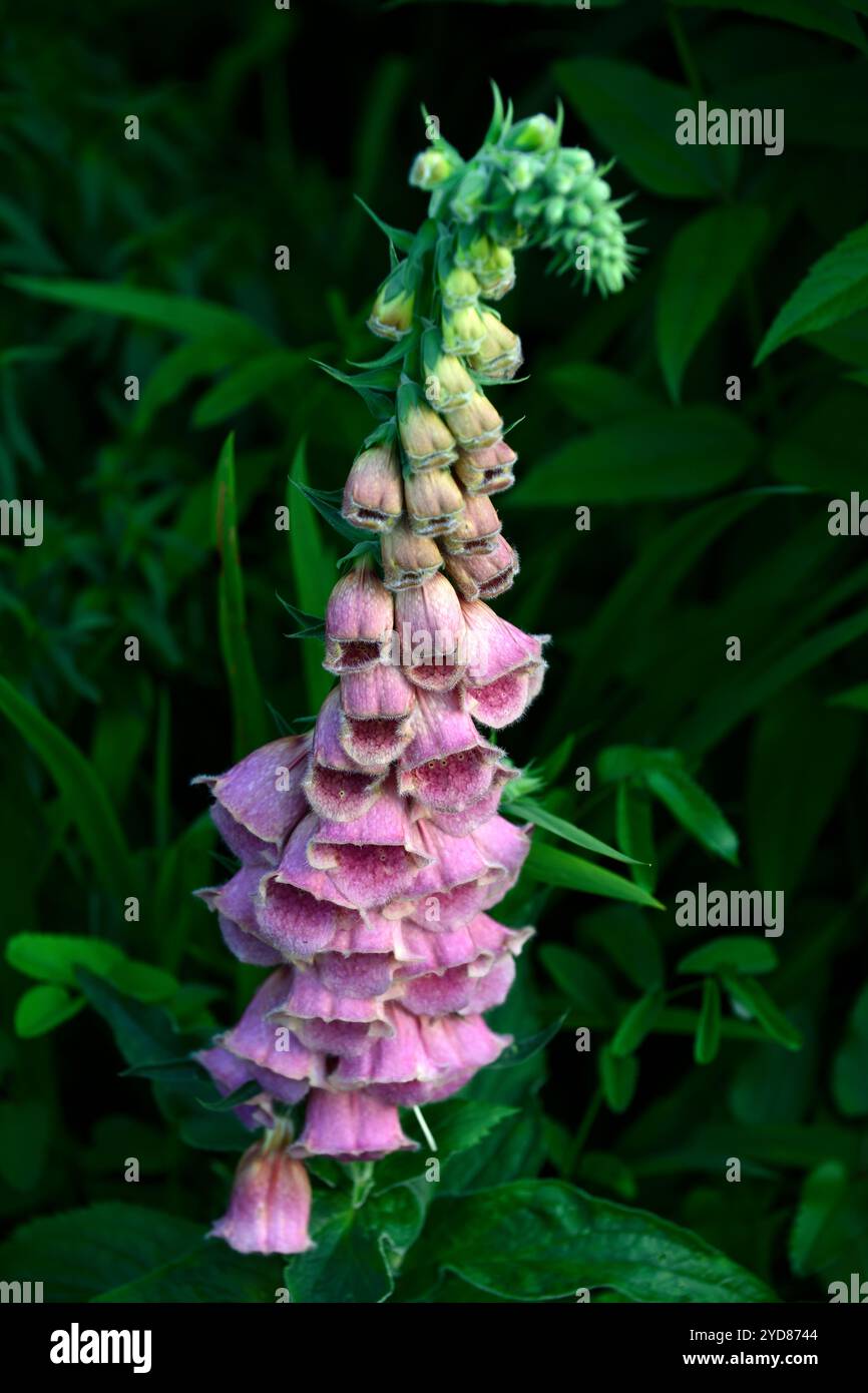 Digitalis × mertonensis Sommerkönig, Erdbeer-Fuchshandschuh-Sommerkönig, Fuchshandschuhe, zerstoßene-Erdbeer-rosa Blüten, Blumen, Blüte, alle zwei Jahre, Garten, gemischt Stockfoto