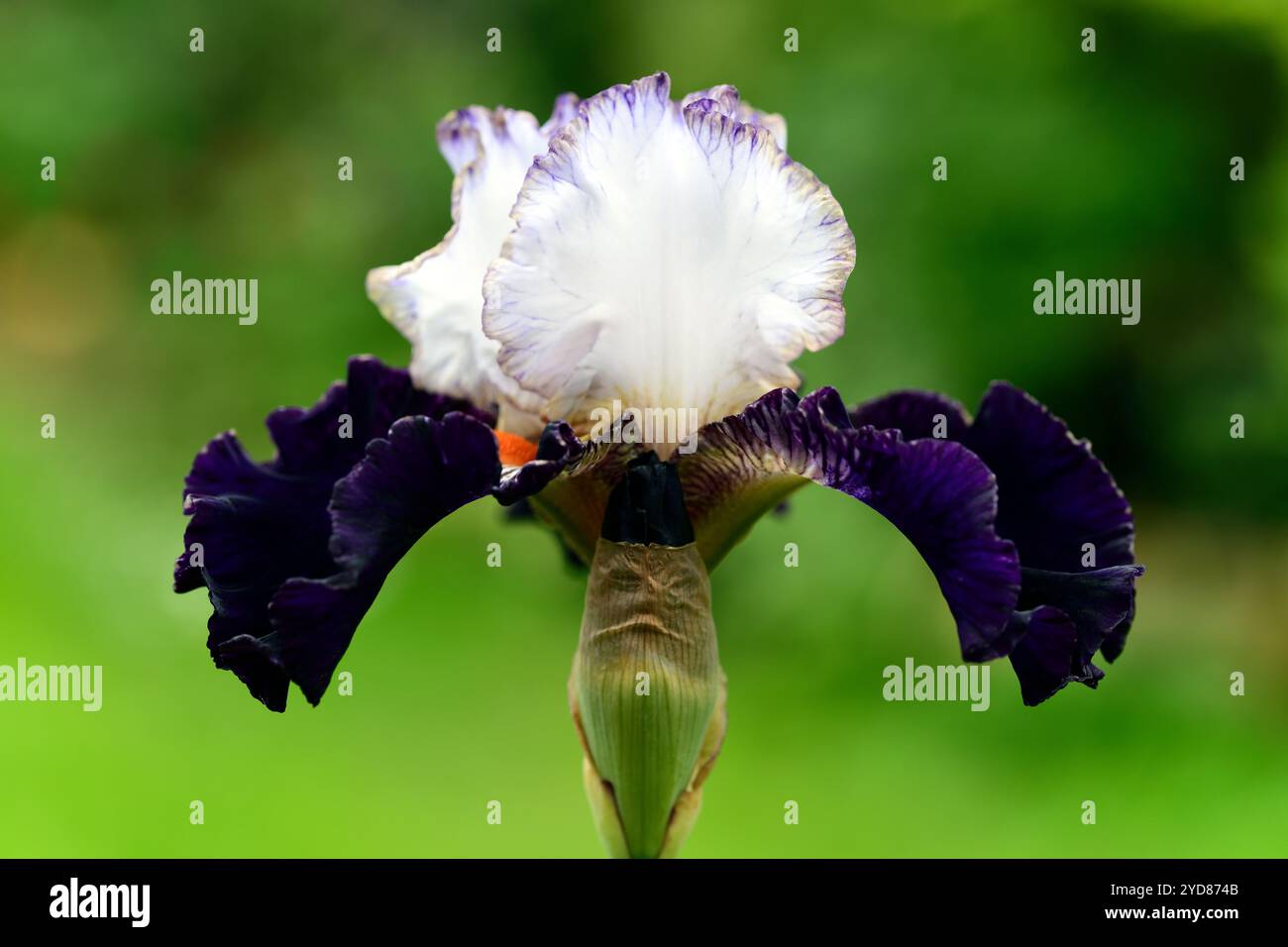 Iris Terre à Silex, hohe bärtige Iris, weiße Standards, dünner lila Plicata Rand; schwarze lila Fälle, weiße und lila Iris Blüten, RM Floral Stockfoto