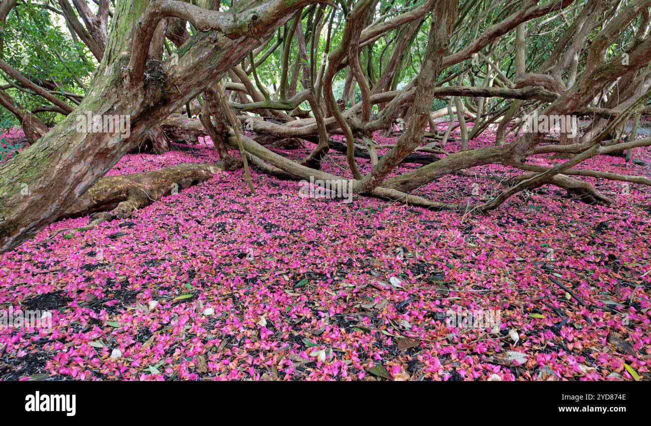 Gefallene rosafarbene Rhododendron-Blüten bedecken den Boden auf dem Woodland Walk, Lost Gardens of Heligan, Cornwall, UK, März. Stockfoto