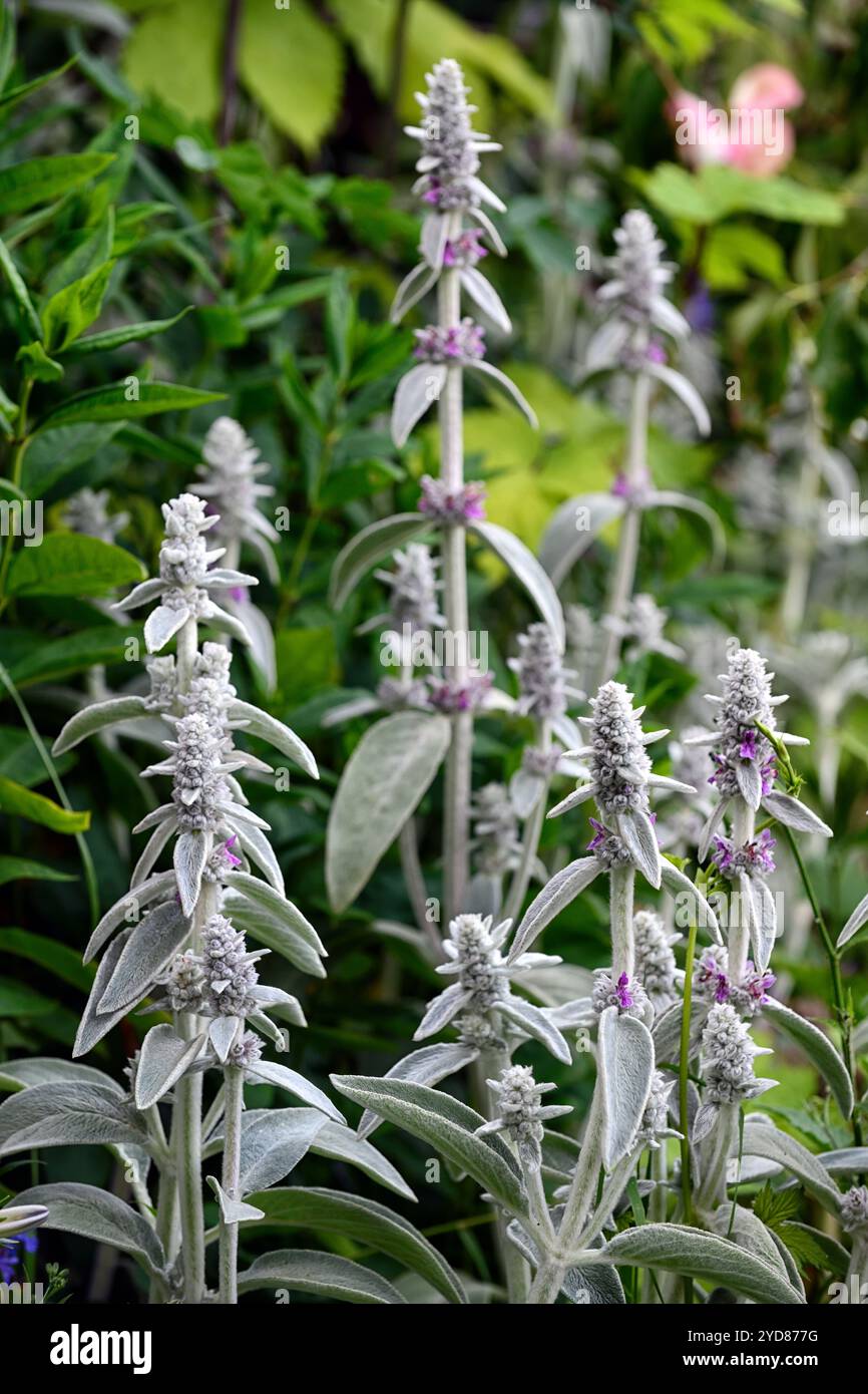 Stachys byzantina große Ohren, Stachys große Ohren, Lamm-Ohr, wollig hedgenettle, silbernes Laub, silberne Blätter, pelzig, behaarte Laub, taktil Blätter, RM Floral Stockfoto