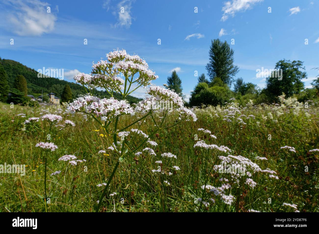 Baldrian (Valeriana officinalis) blühen im Juli in Callander Meadows, Callander, Perthshire, Großbritannien. Stockfoto