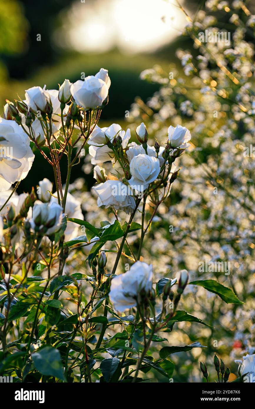 Weiße david austin Rose, weiße david austin Rosen, Rose, Rosen, weiße Blüte, weiße Blüte, RM Floral Stockfoto