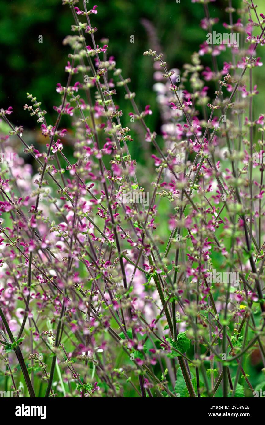 Salvia eigii, Salvias, Salbei, Salbei, Salbei, Blütenstände, Blütenstände, rosa lila Blumen, rosa lila blühende salvia, Dürre Tolernat, RM Floral Stockfoto