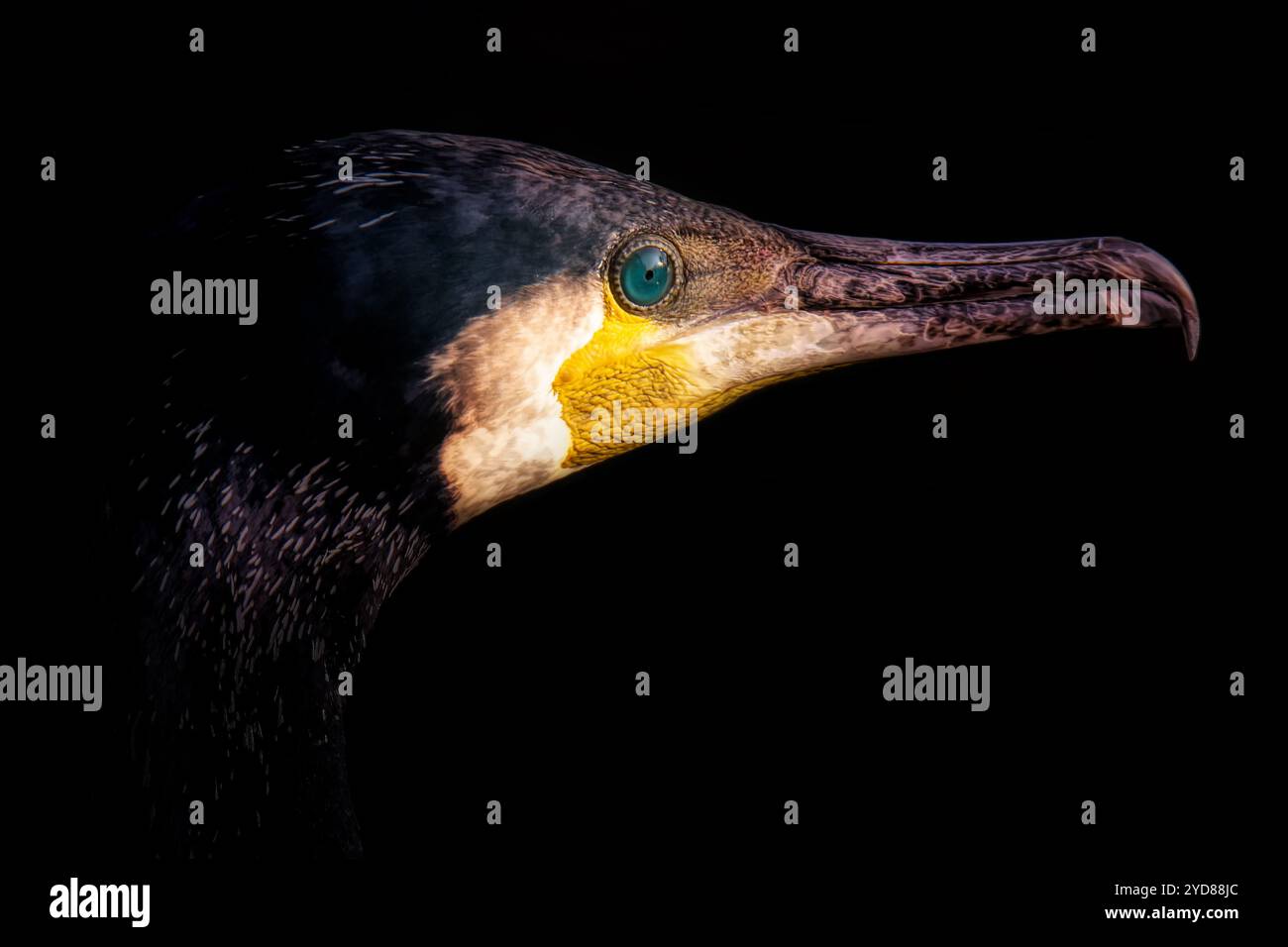 Kormoranporträt mit schwarzem Hintergrund Stockfoto