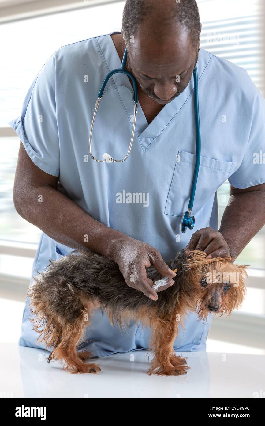 Die Impfung eines Hundes. Stockfoto