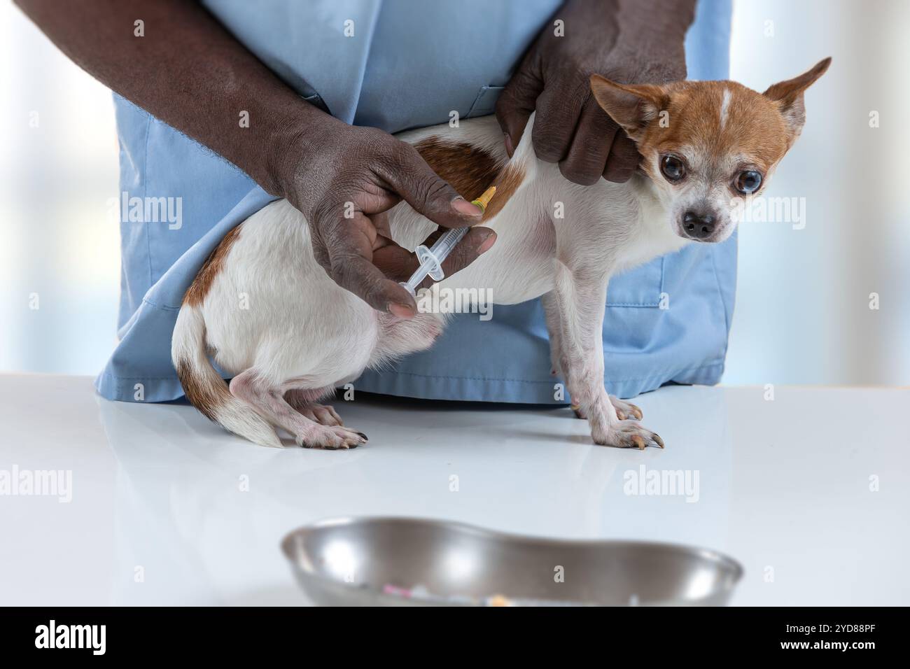 Chihuahua ggse wird geimpft. Stockfoto