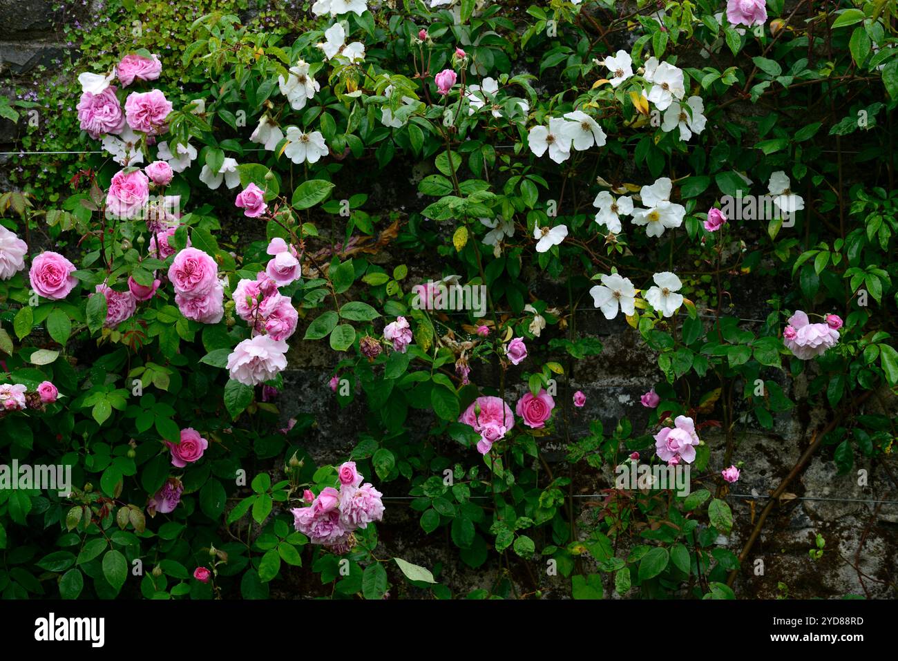 Rosa Gertrude Jekyll, Rose Gertrude Jekyll, Strauchrose, Rosen, rosa, Blume, Blumen, blühend, englische Kletterrose, Kletterrosen, RM Floral Stockfoto