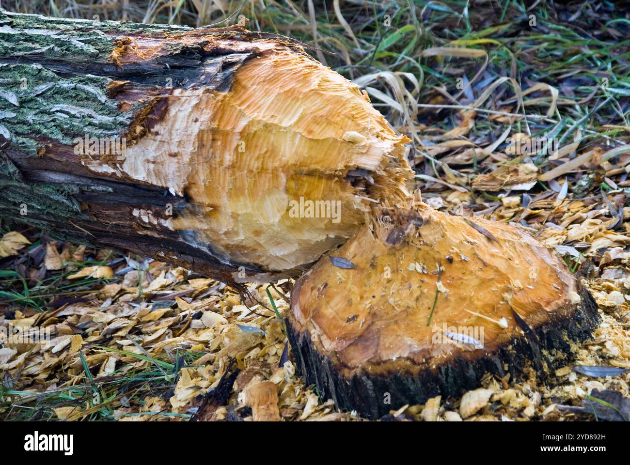 Ein Baum, der vom Biber in Deutschland in der Nähe der Elbe gefällt wurde Stockfoto