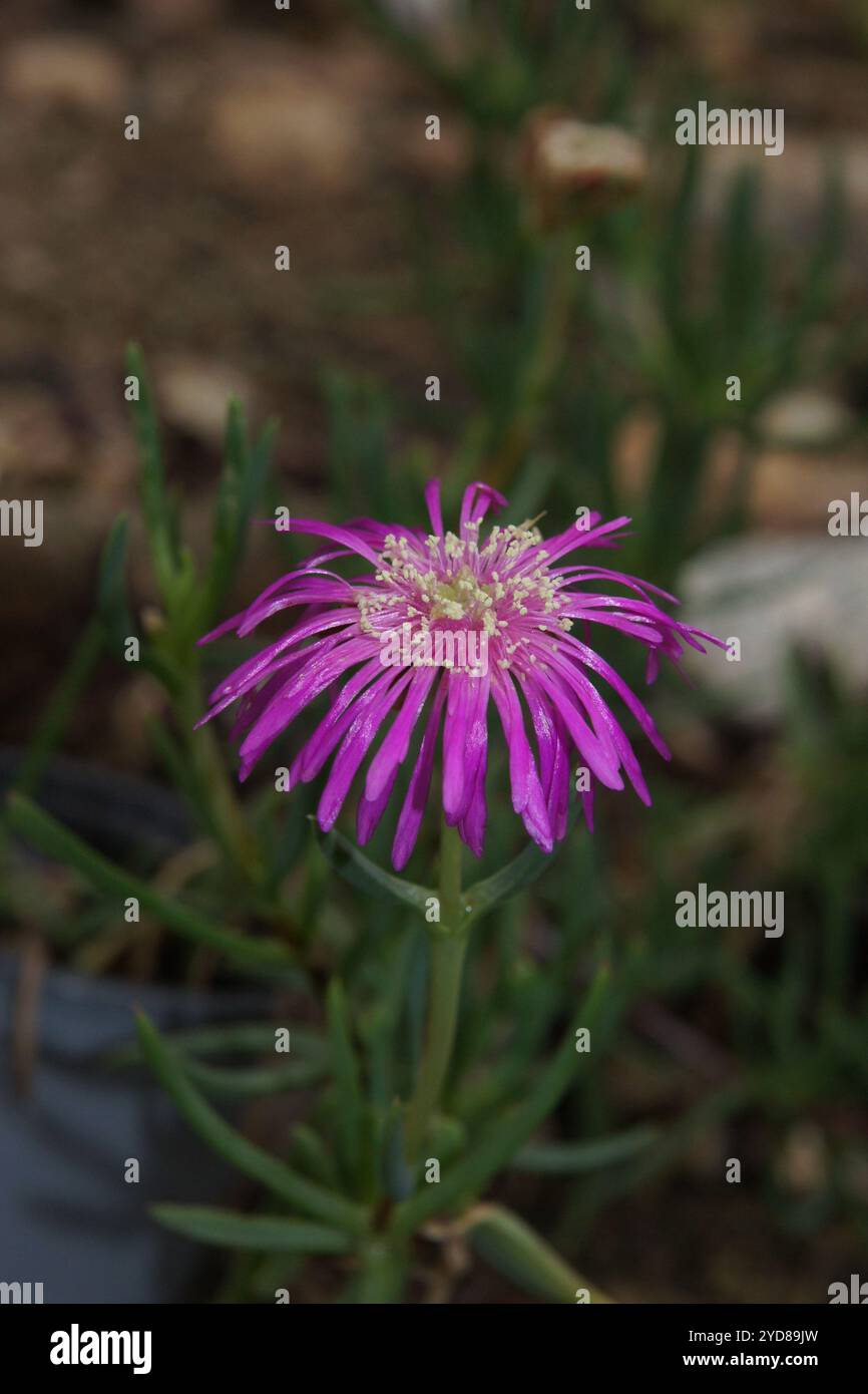 Lampranthus conspicuus Stockfoto