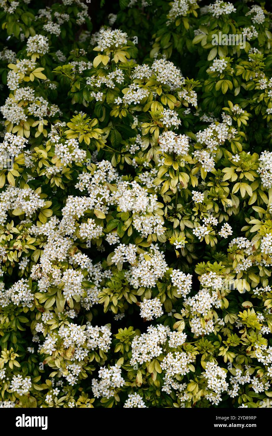 Choisya ternata sundance, weiße Blumen, weiß blühender Sträucher, gelb, Gold, goldenes Laub, goldene Blätter, immergrüne Sträucher, Sträucher, duftende Blumen, Fragran Stockfoto