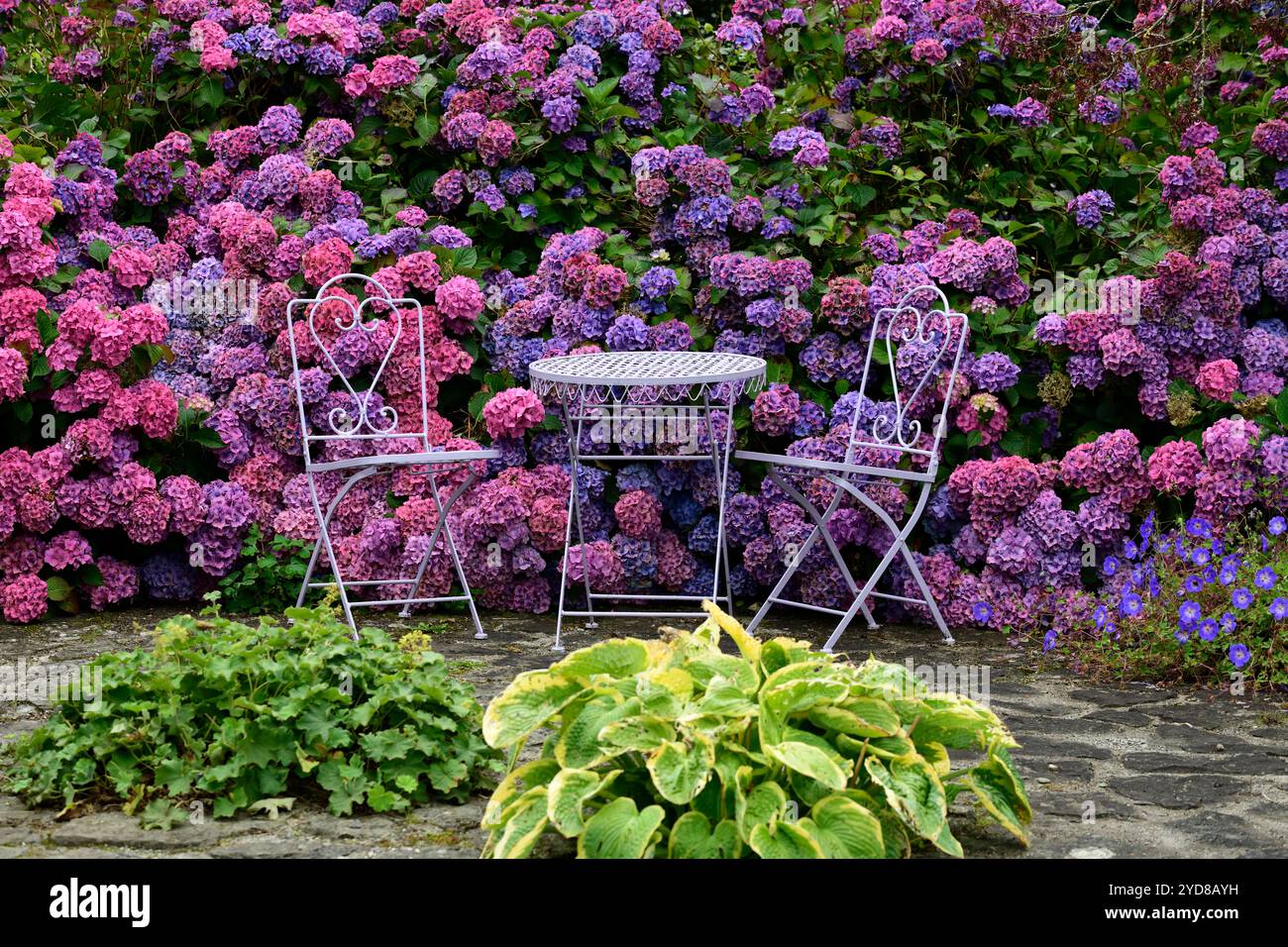 Rosafarbene und lila Mophaie-Hortensien, Hydrangeas umliegenden Terrassenbereich, Gartenmöbel, Terrassenmöbel, attraktive Pflanzen umliegende Terrasse, RM Floral Stockfoto