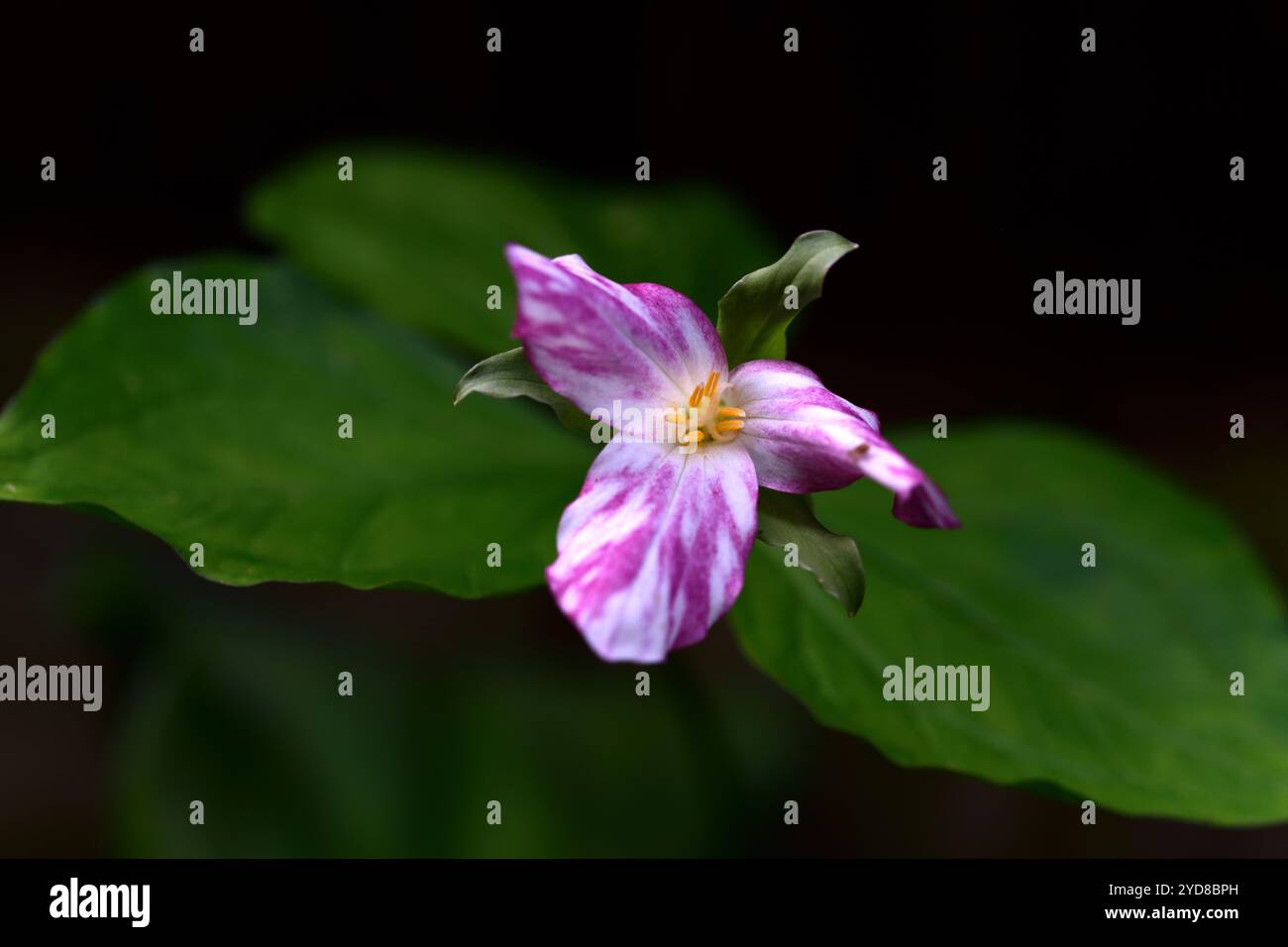 Trillium erectum, Beige Trilllium, weiße Blume, Ende der Blütezeit, Frühling ausdauernd, Holz, Waldgarten, Schatten, Schatten, Schatten, Schatten, Schatten, schattiger Garten, RM Floral Stockfoto