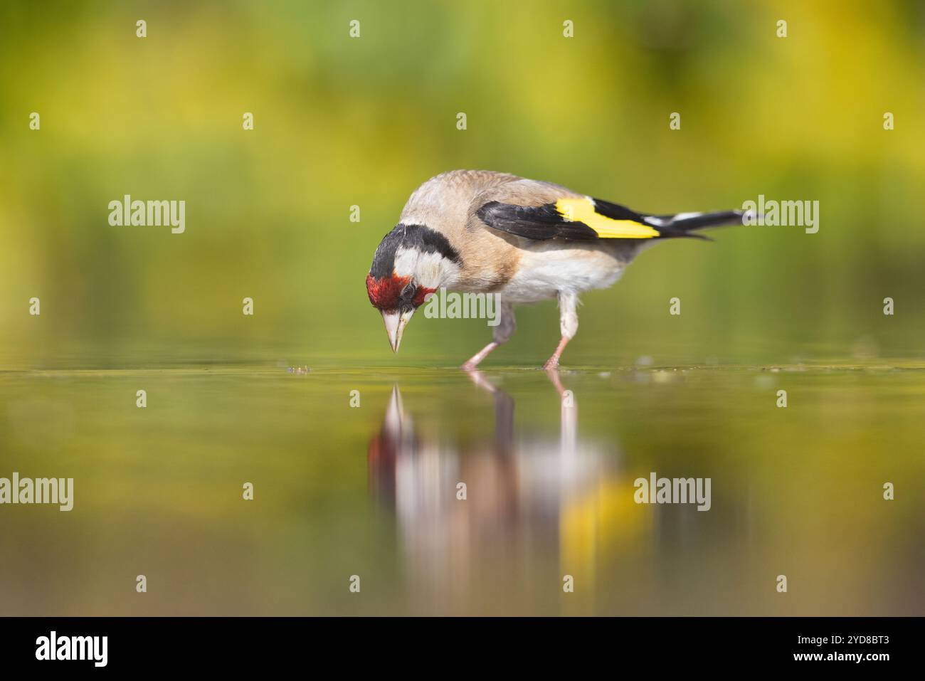 Goldfinch (Carduelis carduelis), in der Nähe von Bratsigovo, Bulgarien Stockfoto