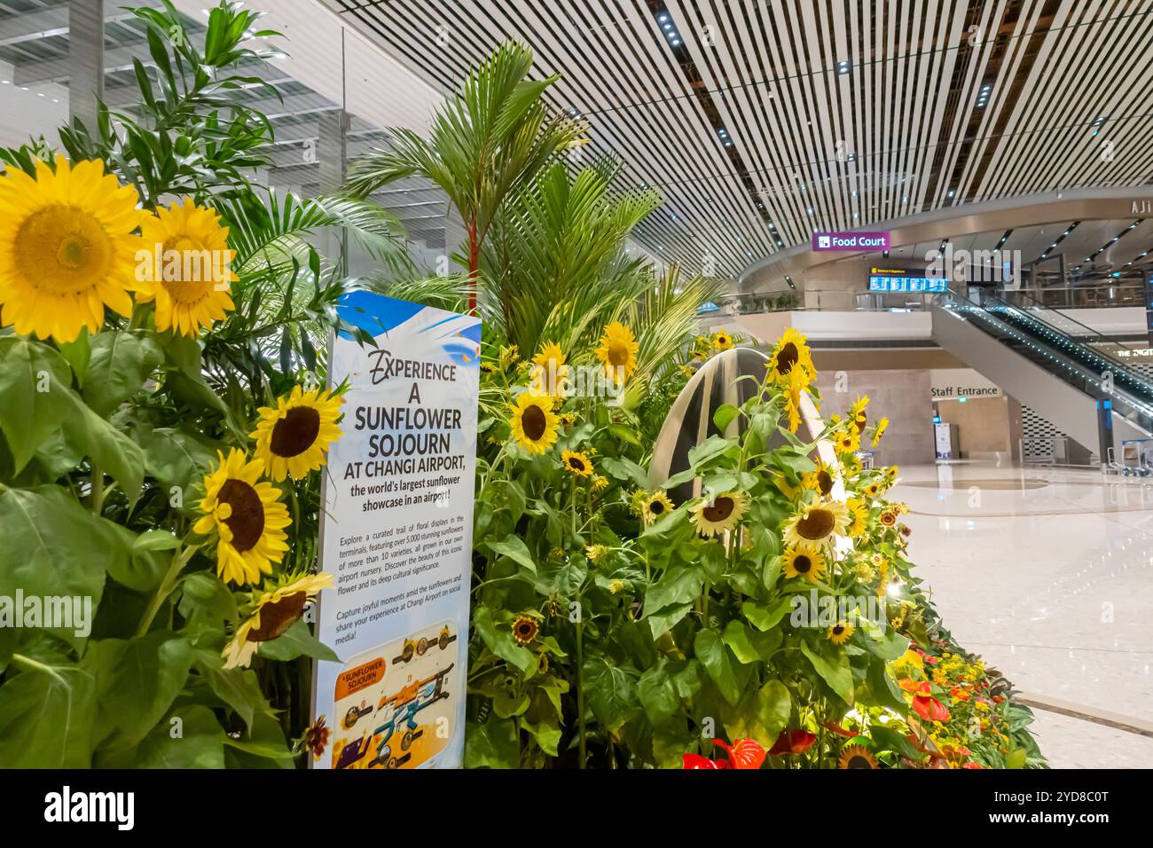 Eine Sonnenblumenpräsentation, Sonnenblumenpräsentation am Flughafen Changi Singapur Stockfoto