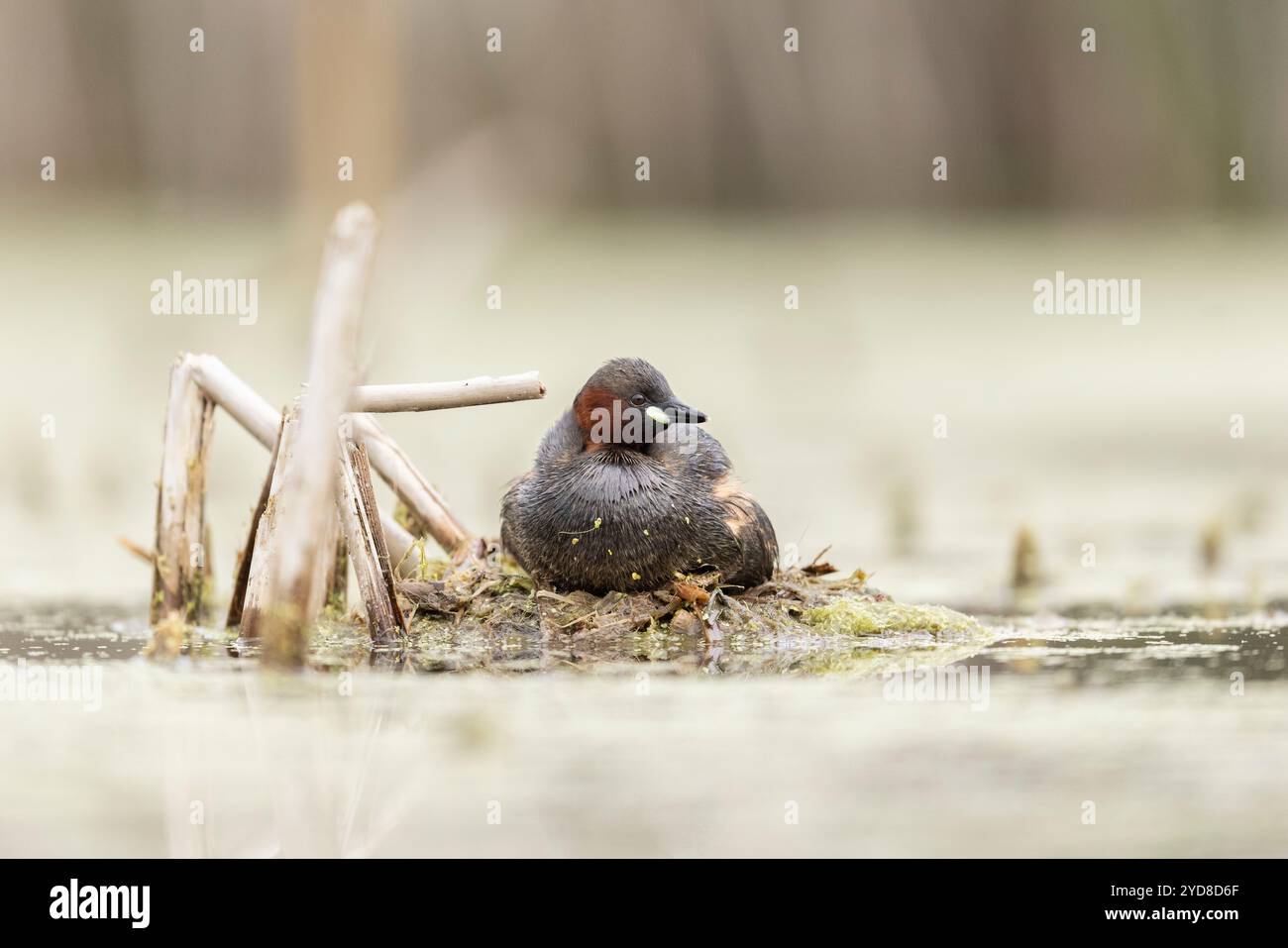 Little Grebe (Tachybaptus ruficollis), auf dem Nest bei Bratsigowo, Bulgarien Stockfoto