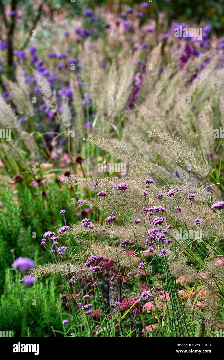 Calamagrostis brachytricha, Eisenkraut bonariensis, Silberblüten, koreanisches Federschilfgras, Gräser, Grasblüten, Garten, Gärten, Zierpflanzen Stockfoto