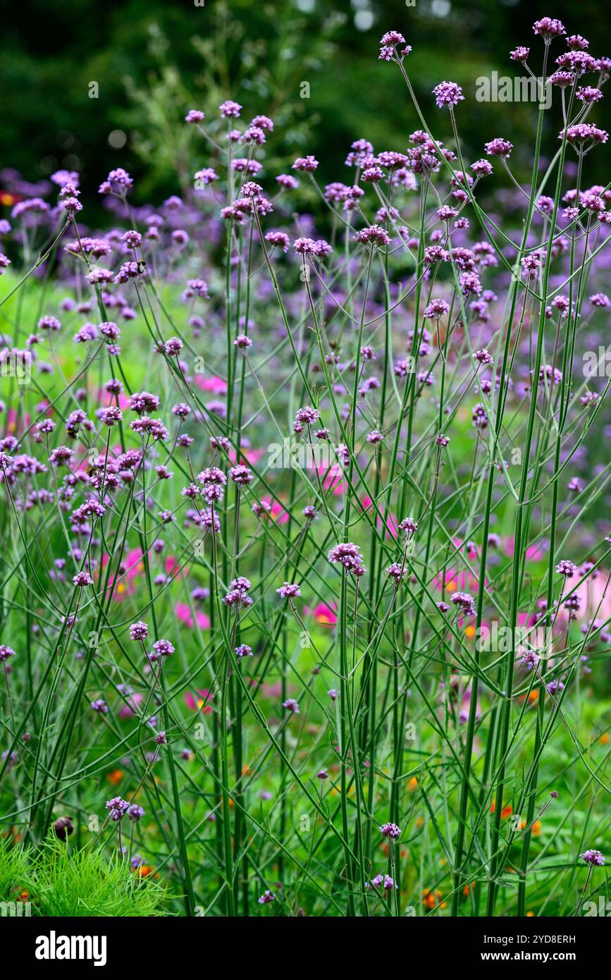 verbene bonariensis, Blume, Blumen, Pflanzenporträts, Stauden, gemischtes Pflanzschema, gemischte Grenze, Grenzen, Bett, mehrjährige, hohe Akzentpflanzen, zusätzliche Höhe Stockfoto