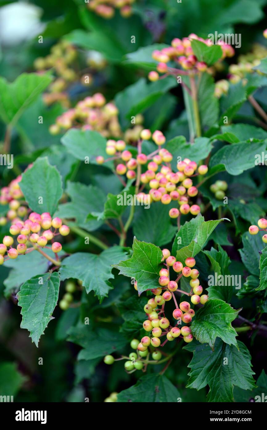 hypericum, hypericum-Orangenbeeren, Orangenbeeren auf hypericum, grüne Blätter und Orangenbeeren, grünes Laub und Orangenbeeren, RM Floral Stockfoto