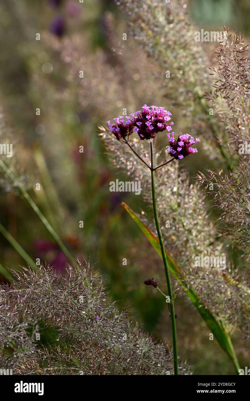 Calamagrostis brachytricha, Eisenkraut bonariensis, Silberblüten, koreanisches Federschilfgras, Gräser, Grasblüten, Garten, Gärten, Zierpflanzen gr Stockfoto