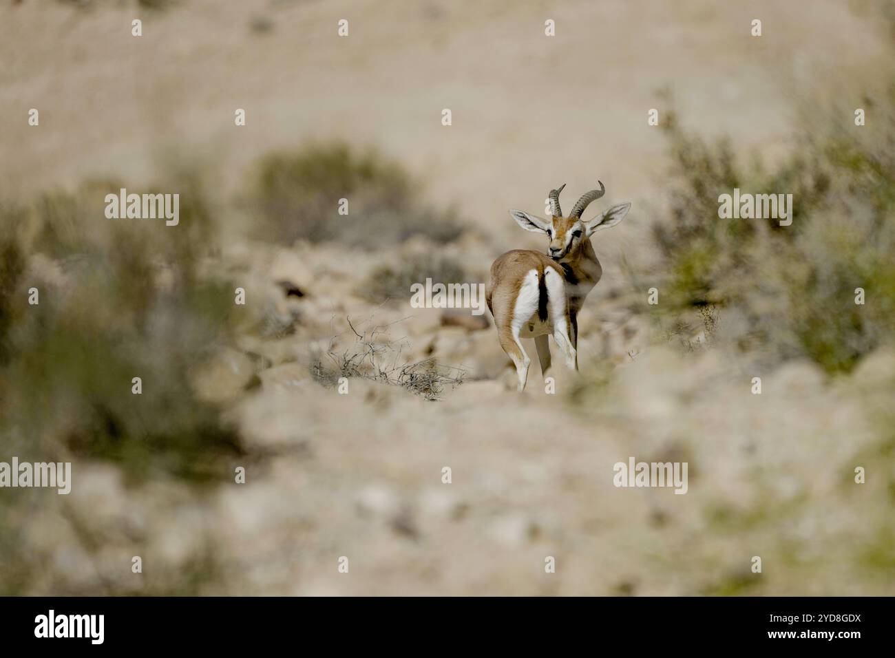 Dorcas Gazelle (Gazella dorcas) Stockfoto