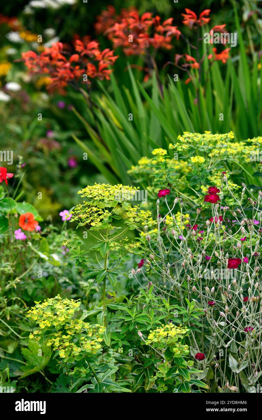 Euphorbia schillingii, Lychnis Coronaria Gärtner's World, Lychnis und euphorbia, Crocosmia im Hintergrund, gemischte Pflanzschema, gemischte Beete, gemischte Grenze, RM Stockfoto