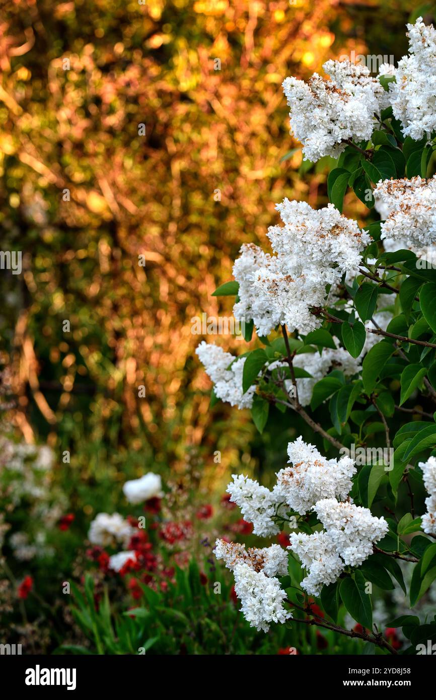 Syringa vulgaris Mme Lemoine, doppelte weiße Blüten, doppelt blühendes Flieder, Lilac Mme Lemoine, weiße Blüten vor rostorangenem Hintergrund, Gärten, RM Flo Stockfoto