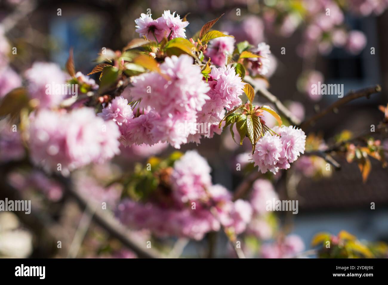 Wunderschöne rosafarbene Kirschblüten im Frühling mit weichen Zweigen und leuchtenden Blütenblättern, die Ruhe und saisonale Schönheit wecken. Stockfoto