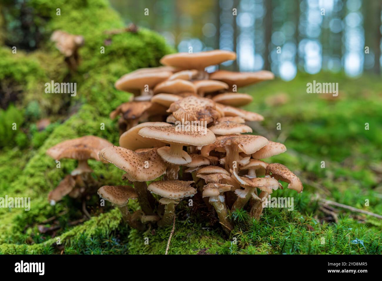 Auf einem üppigen, moosbedeckten Baumstumpf sprießt eine lebhafte Pilzgruppe, die eine malerische Szene in der Naturlandschaft schafft Stockfoto