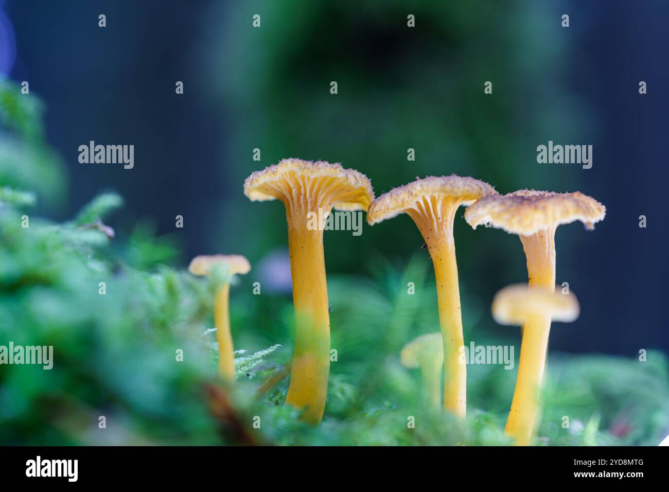 Ein atemberaubender und atemberaubender Blick aus der Nähe auf helle goldene Pilze, die in einem lebendigen, üppigen, grünen, moosigen Wald blühen Stockfoto
