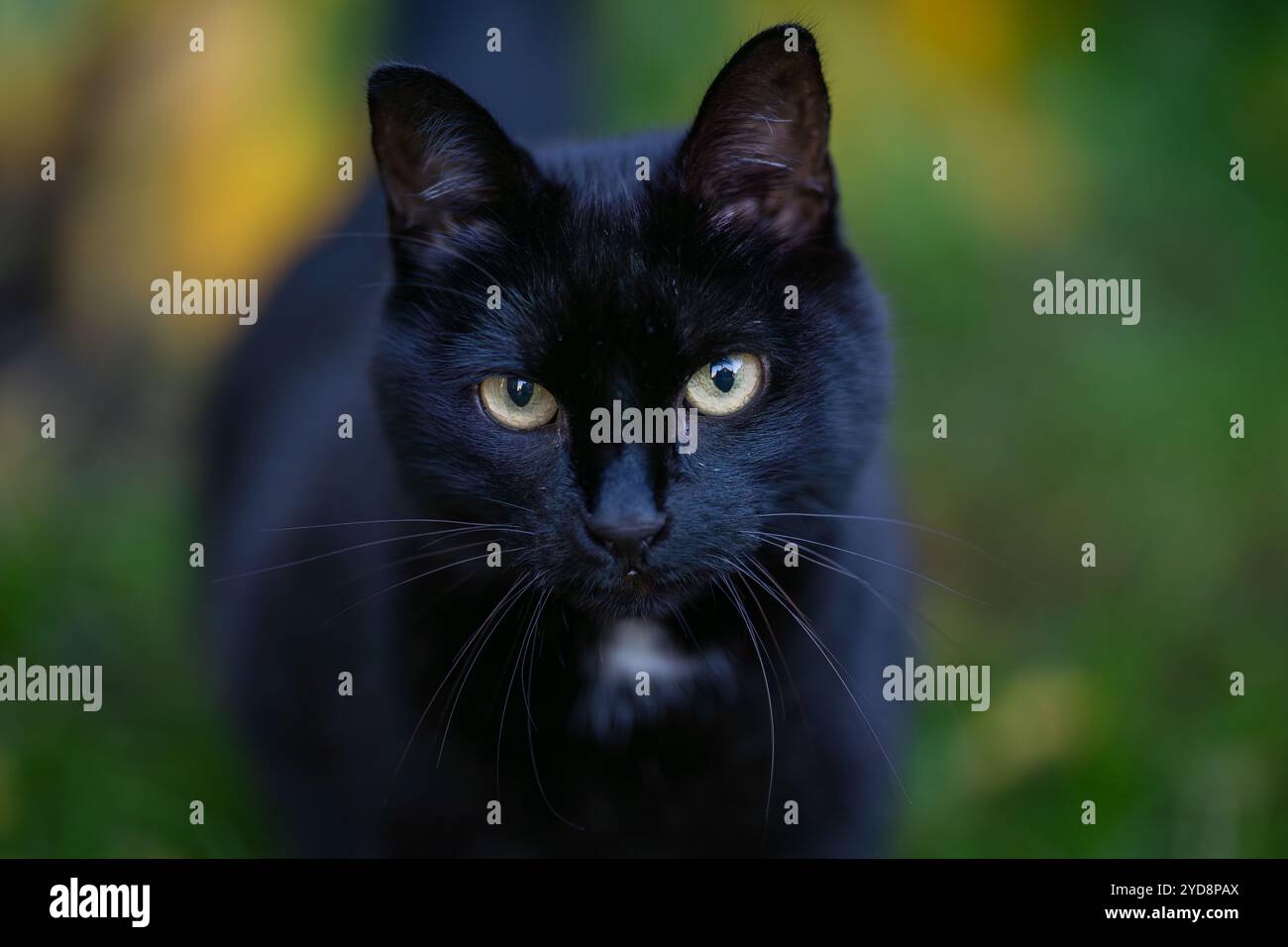 Porträt einer schwarzen Katze mit weißem Felltuff am Hals. Nahaufnahme einer schwarzen Hauskatze mit selbstbewussten Augen. Stockfoto