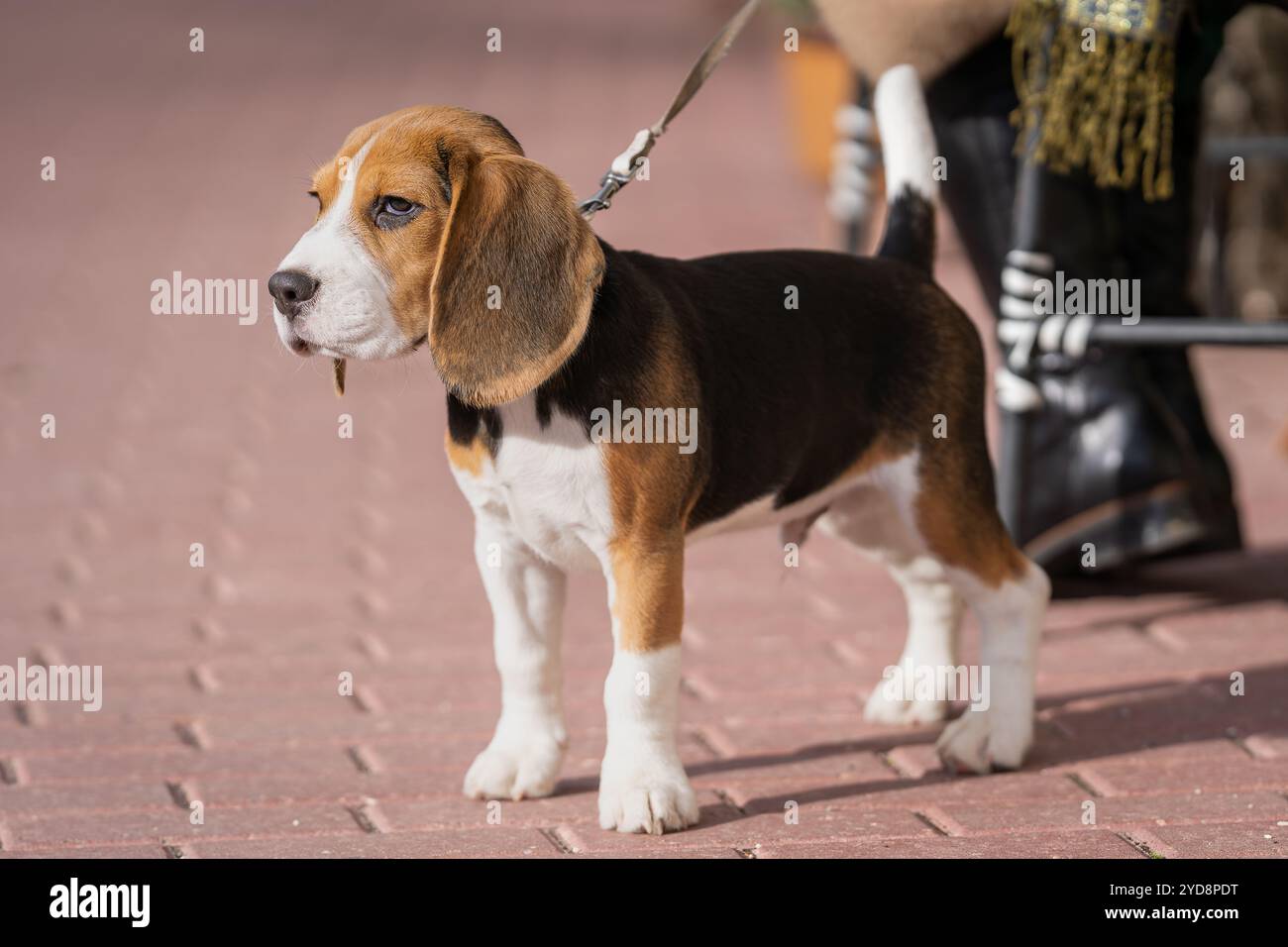 Beagle Hündchen steht auf dem Gehweg. Nahaufnahme eines Beagle-Welpen, der auf dem Bürgersteig steht. Porträt eines jungen Beagle-Hundes. Foto im Freien. Stockfoto