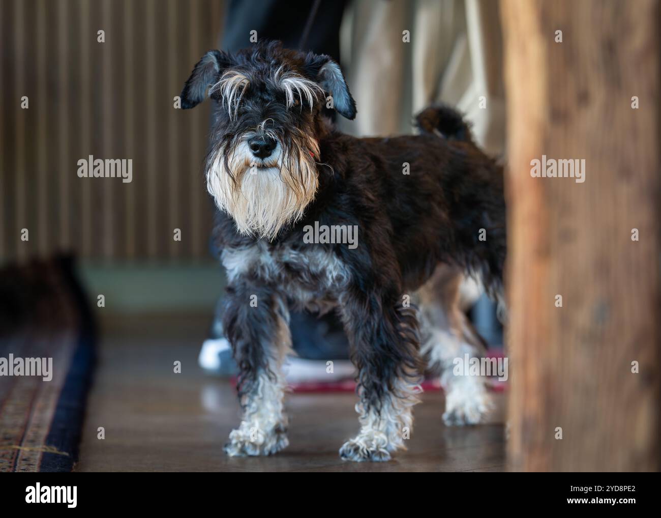 Porträt eines schwarz-silbernen Miniatur-Schnauzers, der die Kamera auf einem Café-Hintergrund betrachtet. Nahaufnahme eines Miniatur-Schnauzers, der auf dem Boden steht Stockfoto