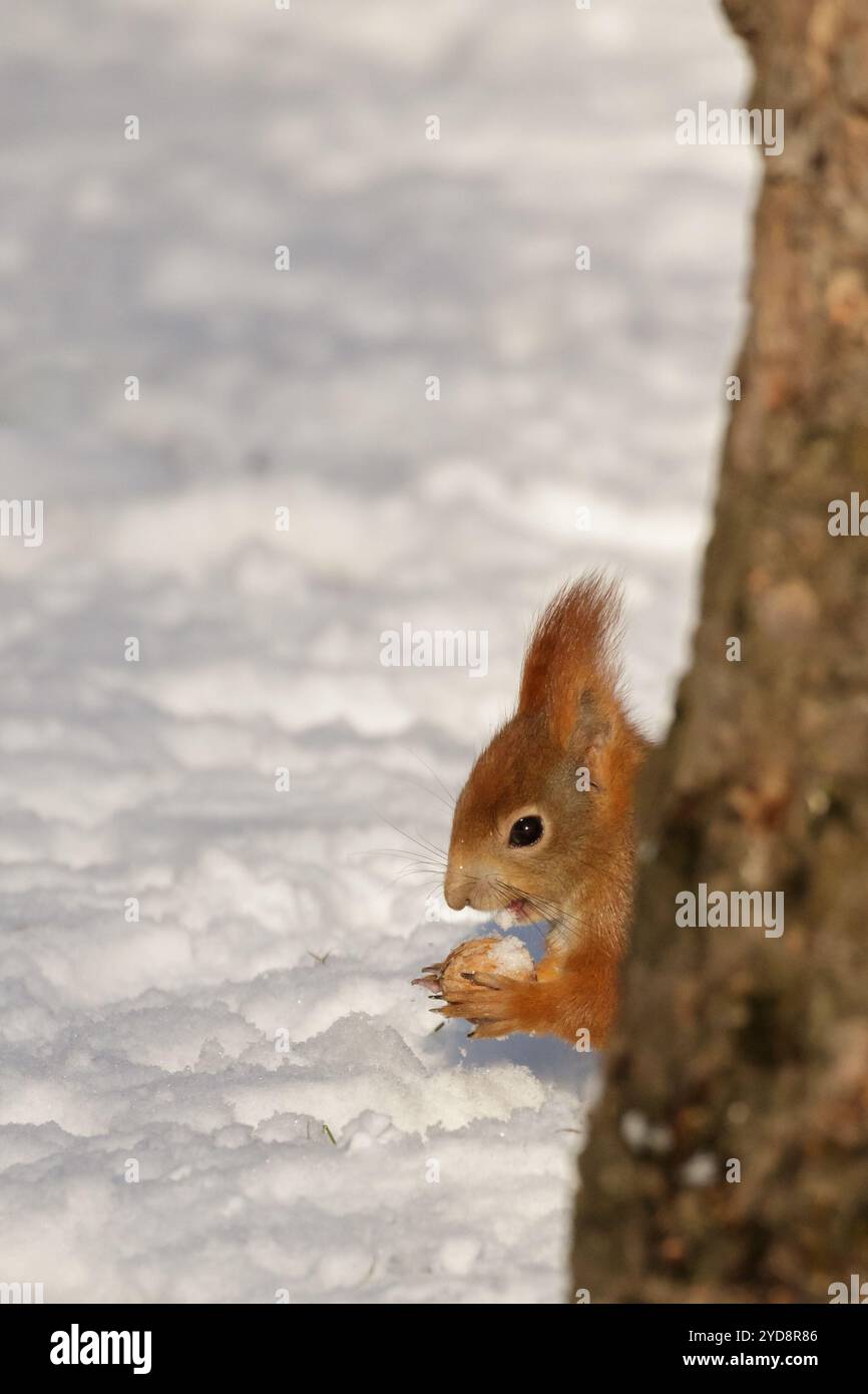 Rotes Eichhörnchen (Sciurus vulgaris) versteckt hinter einem Baum, mit einer Nuss in den Pfoten, mit Schnee in der offenen Öffnung. Tiere im Winter füttern. Kopierbereich Stockfoto