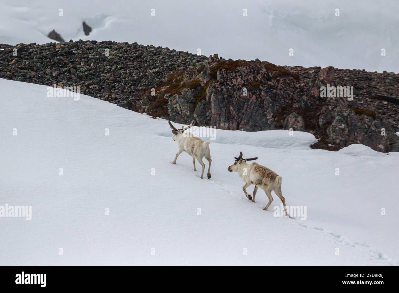 Zwei Rentiere (Rangifer tarandus tarandus) in Wintermänteln gehen friedlich bergauf durch ein schneebedecktes Feld. Varanger, Norwegen Stockfoto