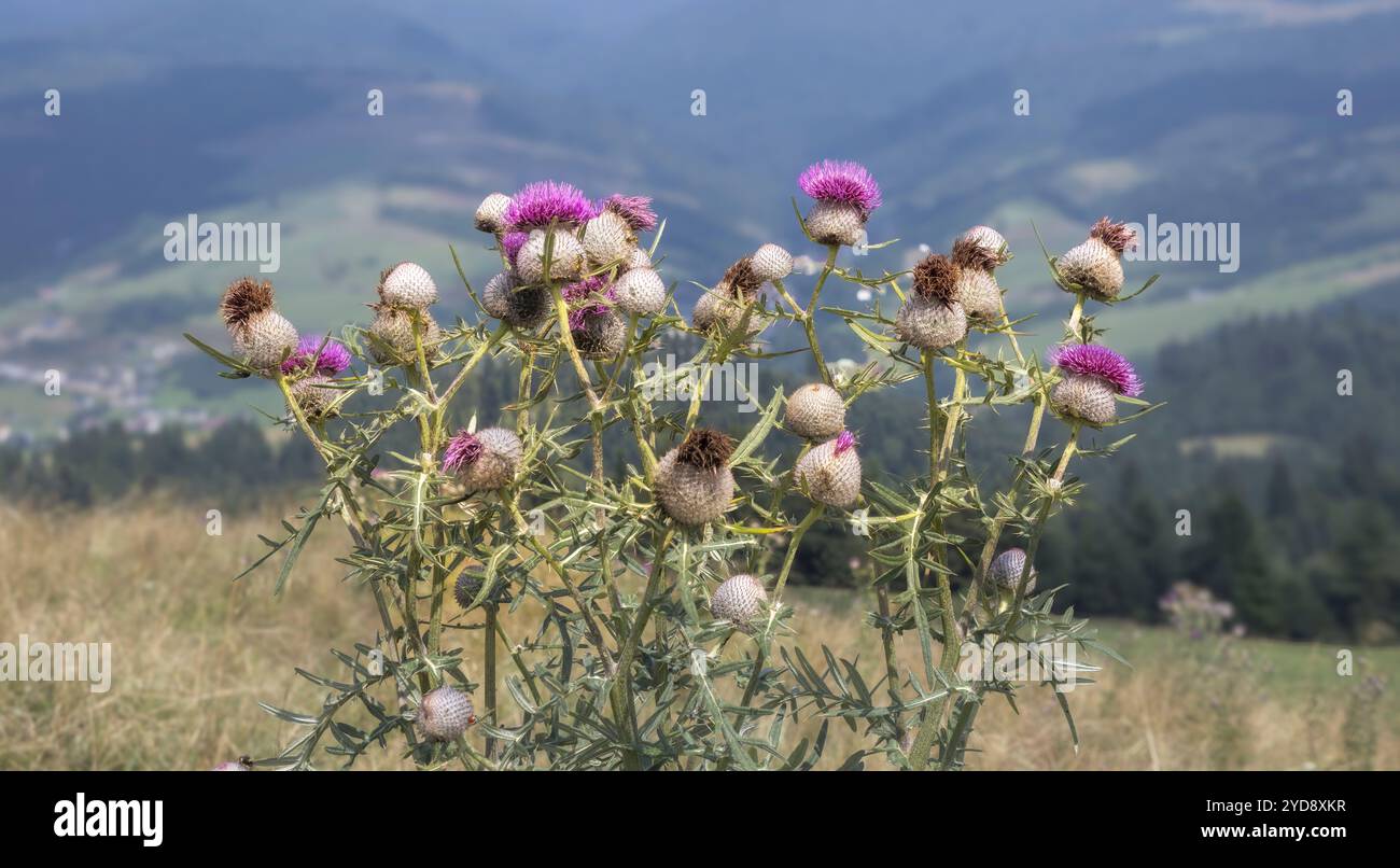 Leuchtende Distelblüten blühen inmitten üppiger grüner Hügel unter sonnigem Himmel. Stockfoto