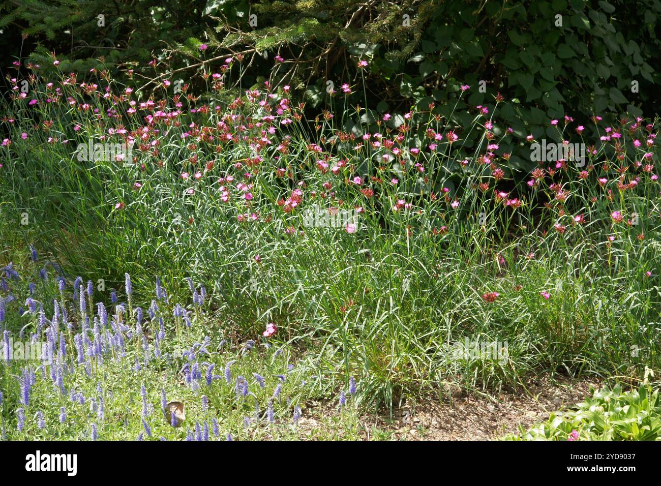 Dianthus giganteus, riesiges Rosa Stockfoto