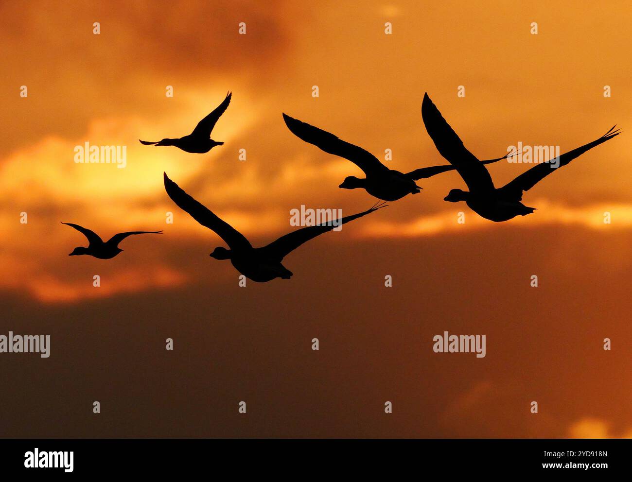 Orth Auf Fehmarn, Deutschland. Oktober 2024. 13.10.2024, Orth auf Fehmarn. Wilde Gänsefledermäuse fliegen an einem Abend im Oktober im Licht der Abendsonne am Himmel. Die Vögel sind als dunkle Silhouetten zu sehen. Kredit: Wolfram Steinberg/dpa Kredit: Wolfram Steinberg/dpa/Alamy Live News Stockfoto