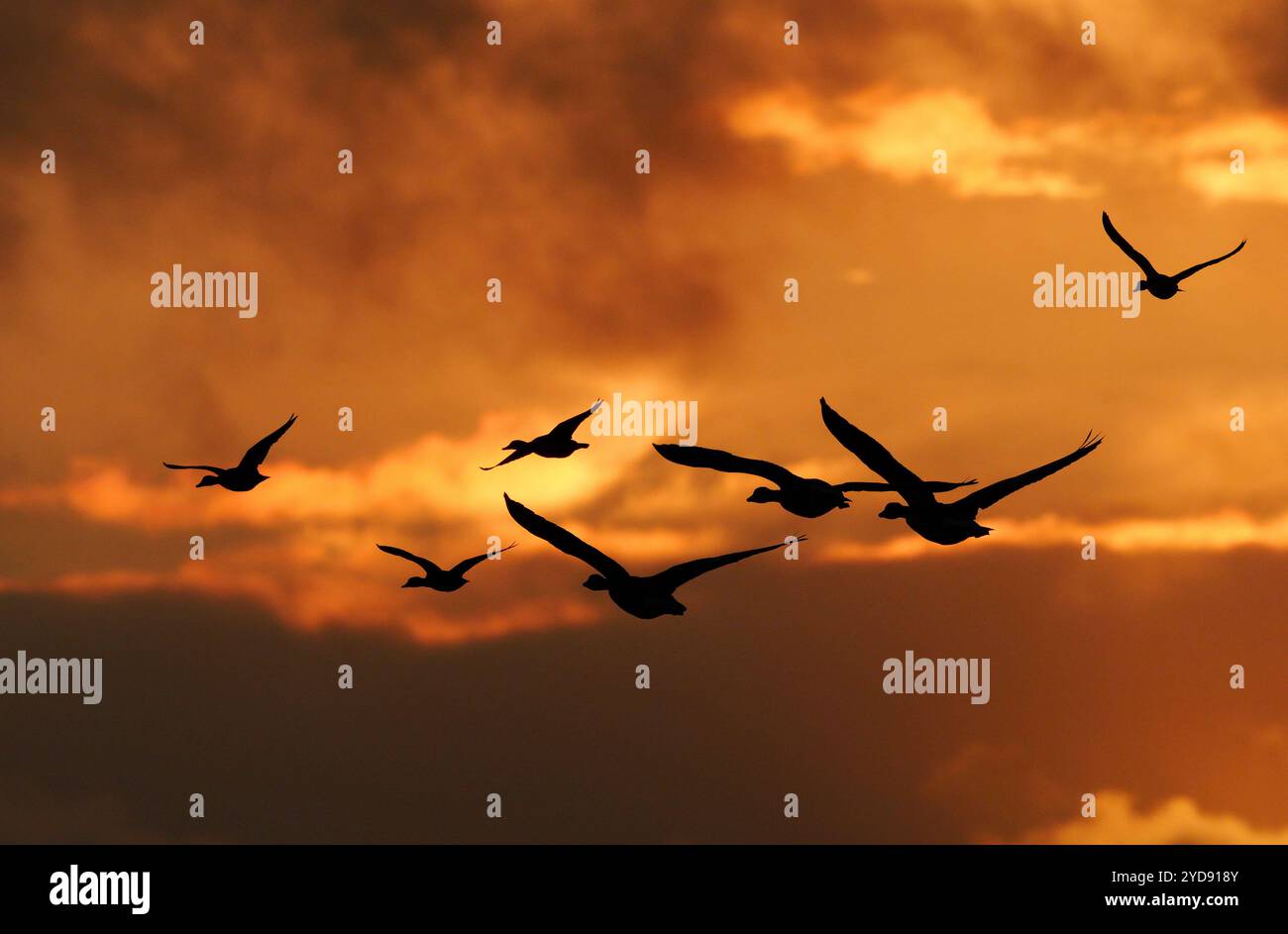 Orth Auf Fehmarn, Deutschland. Oktober 2024. 13.10.2024, Orth auf Fehmarn. Wilde Gänsefledermäuse fliegen an einem Abend im Oktober im Licht der Abendsonne am Himmel. Die Vögel sind als dunkle Silhouetten zu sehen. Kredit: Wolfram Steinberg/dpa Kredit: Wolfram Steinberg/dpa/Alamy Live News Stockfoto