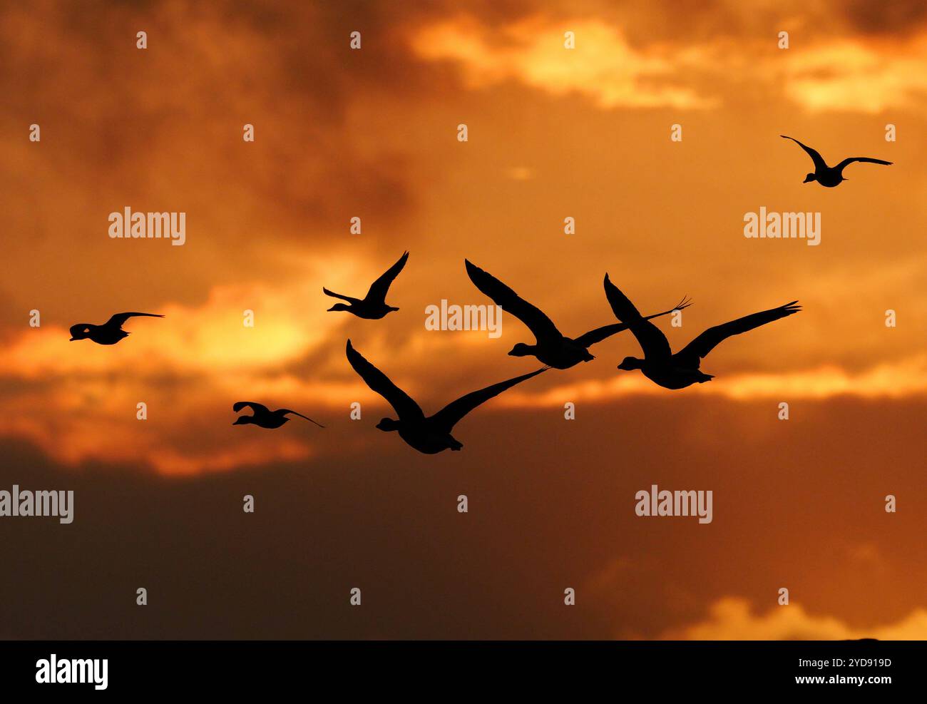 Orth Auf Fehmarn, Deutschland. Oktober 2024. 13.10.2024, Orth auf Fehmarn. Wilde Gänsefledermäuse fliegen an einem Abend im Oktober im Licht der Abendsonne am Himmel. Die Vögel sind als dunkle Silhouetten zu sehen. Kredit: Wolfram Steinberg/dpa Kredit: Wolfram Steinberg/dpa/Alamy Live News Stockfoto