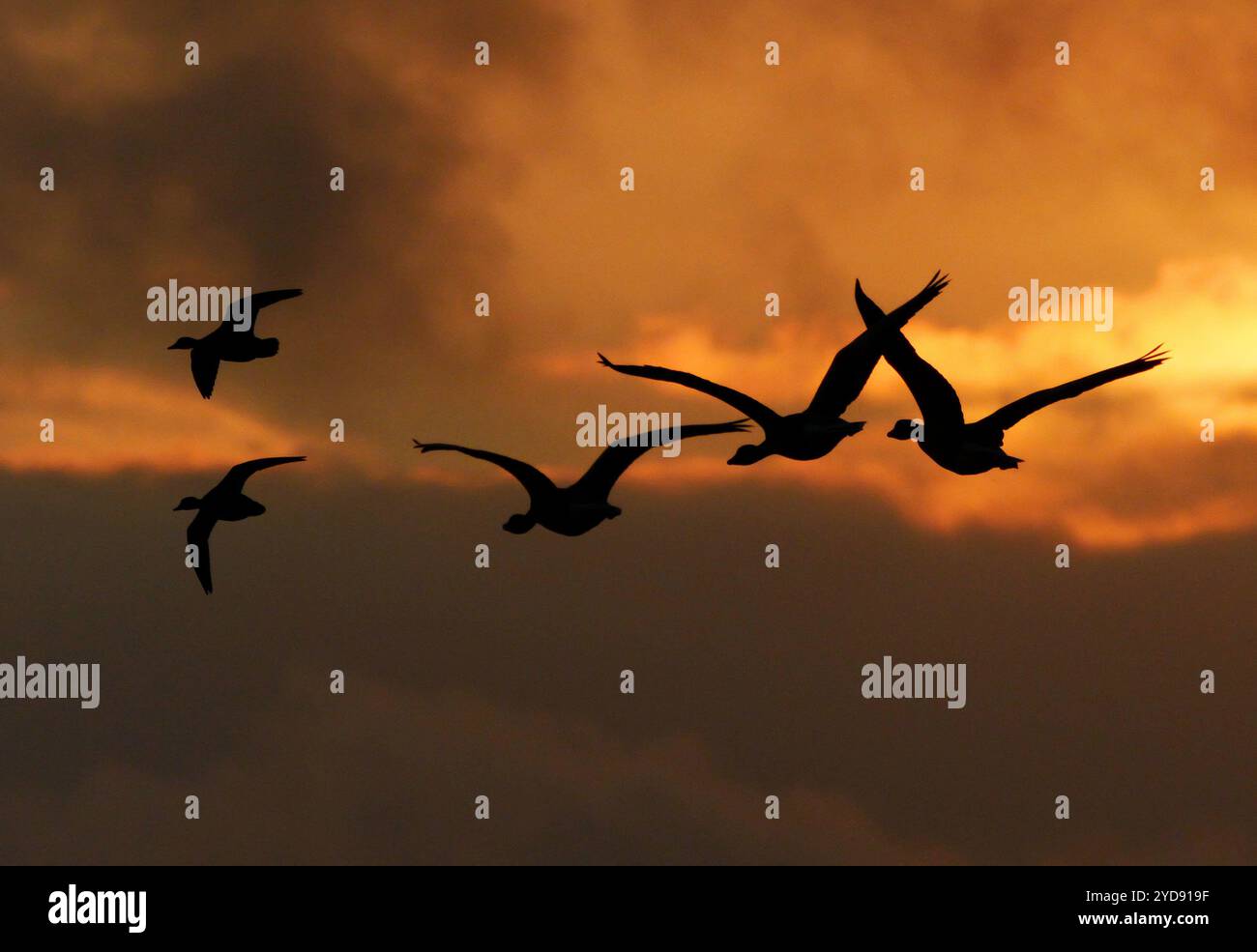 Orth Auf Fehmarn, Deutschland. Oktober 2024. 13.10.2024, Orth auf Fehmarn. Wilde Gänsefledermäuse fliegen an einem Abend im Oktober im Licht der Abendsonne am Himmel. Die Vögel sind als dunkle Silhouetten zu sehen. Kredit: Wolfram Steinberg/dpa Kredit: Wolfram Steinberg/dpa/Alamy Live News Stockfoto