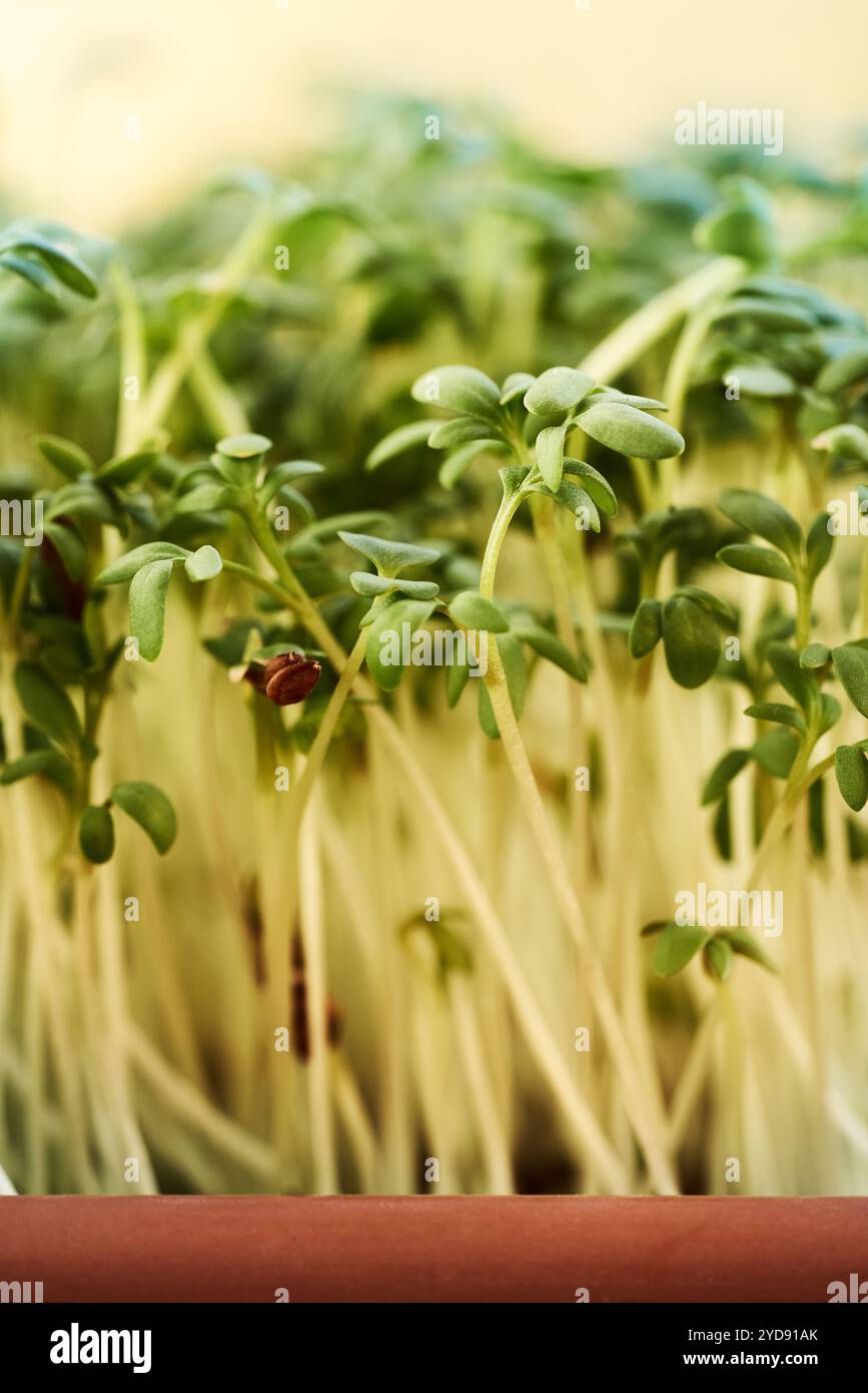 Frische Gartenkresse oder Mikrogrün, die in einem Behälter wachsen Stockfoto