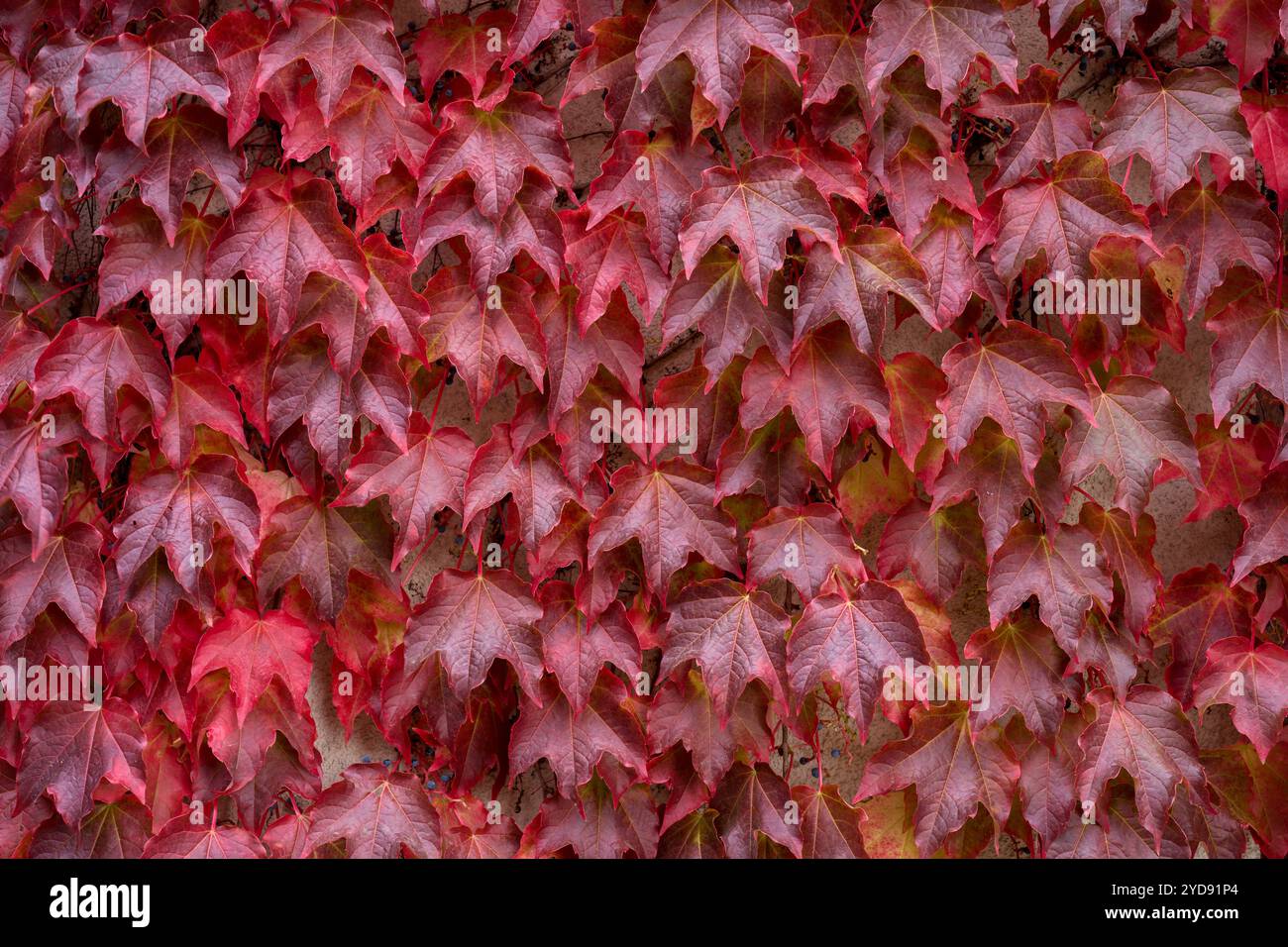 Parthenocissus tricuspidata üppige bunte mehrfarbige Blätter im Herbst Boston Efeu, Traubenelfeu und japanischem Efeu, und auch als japanisches Grusel Stockfoto